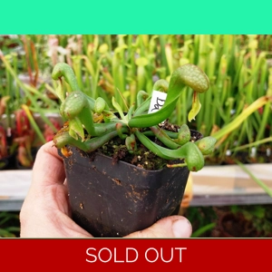 Darlingtonia californica HEATPROOF